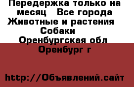 Передержка только на месяц - Все города Животные и растения » Собаки   . Оренбургская обл.,Оренбург г.